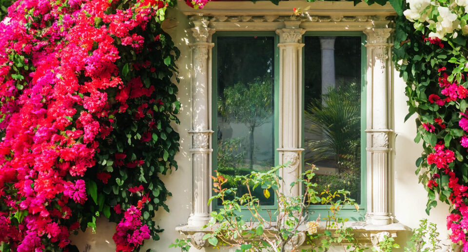 Buganvilla: cuándo podarla y todos los cuidados para la planta de exterior más bonita